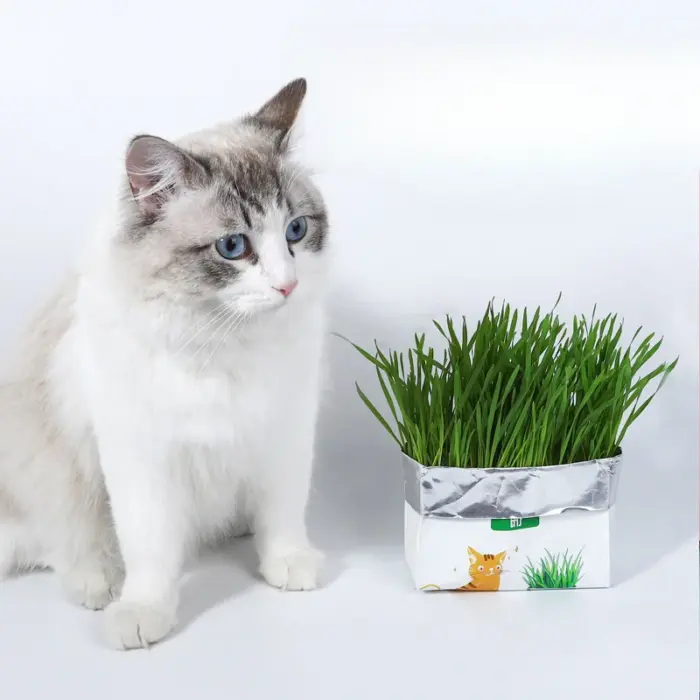 Organic Wheatgrass Set - ชุดปลูกต้นอ่อนข้าวสาลี แบบถุงฟอยล์ (564878)