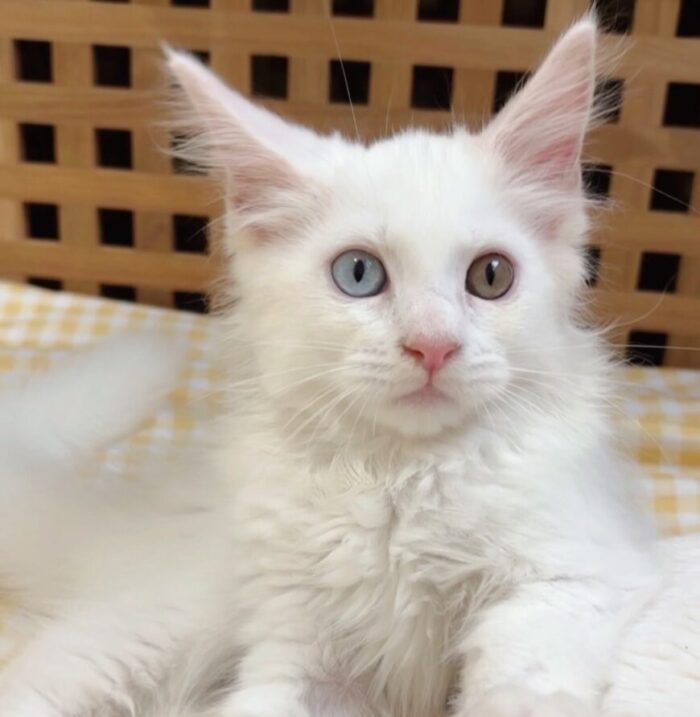 Baby Maine Coon Male Baby Maine Coon Male