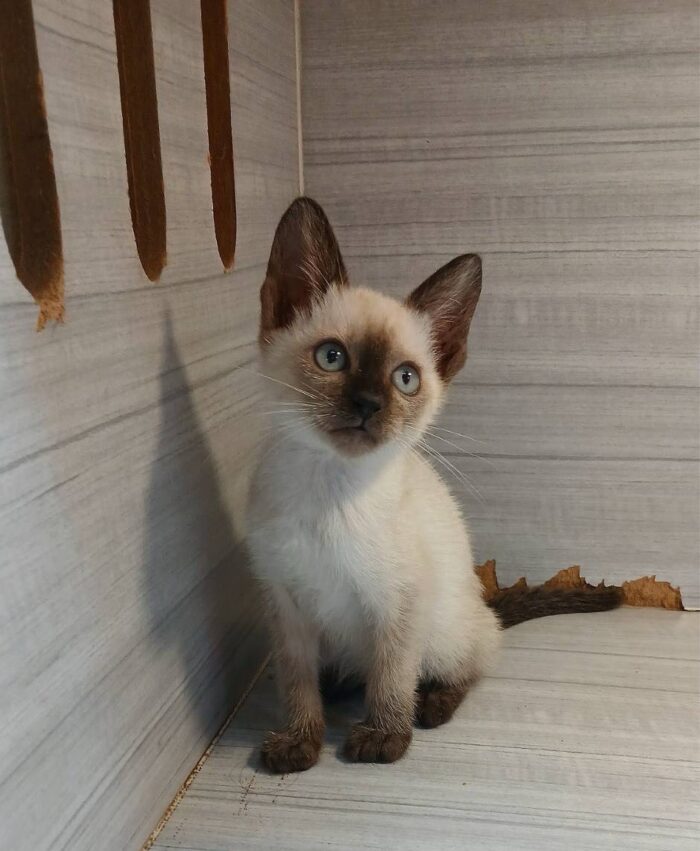 Baby Siamese Cat - ลูกแมววิเชียรมาศ (576719)