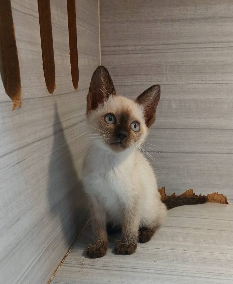 Baby Siamese