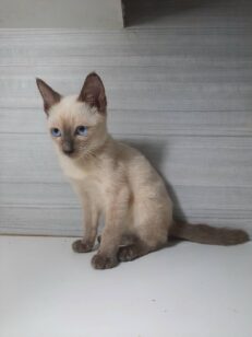 Baby Siamese - ลูกแมววิเชียรมาศ (576719)