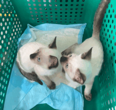 Baby Siamese - ลูกแมววิเชียรมาศ