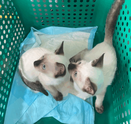 Baby Siamese - ลูกแมววิเชียรมาศ
