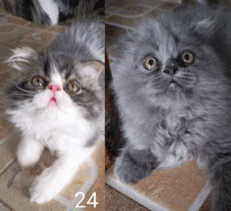 Baby Scottish Fold - ลูกแมวสก๊อตทิช โฟลด์ (573782)
