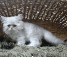 Baby Half Scottish Persian - ลูกแมว ครึ่งสก็อตติช เปอร์เซีย