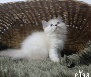 ครึ่งสก็อตติช เปอร์เซีย สีบลูพอยต์ 542084 Baby Blue Point Half Scottish Persian - ลูกแมว ครึ่งสก็อตติช เปอร์เซีย สีบลูพอยต์