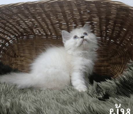 Baby Blue Point Half Scottish Persian - ลูกแมว ครึ่งสก็อตติช เปอร์เซีย สีบลูพอยต์