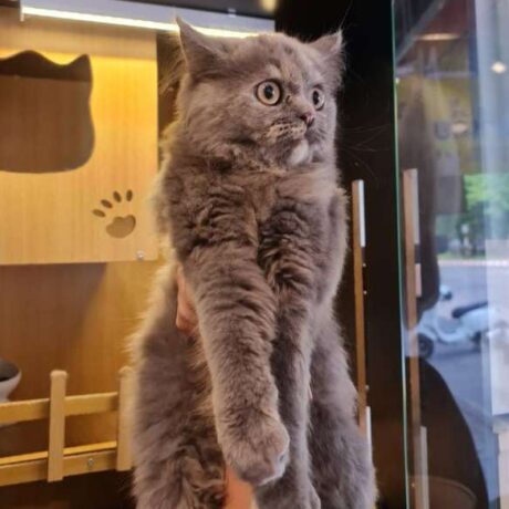 Baby Scottish Fold - ลูกแมวสก๊อตทิช โฟลด์ (18/11/24)(573782)