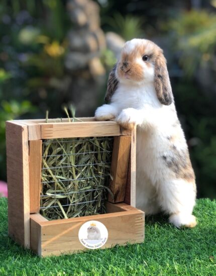 wooden_rabbit_feeder Wooden Hay Feeder - รางไม้ใส่หญ้าแห้งและอาหารสำหรับกระต่าย (576112)