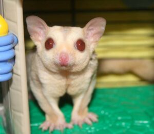 Sugar Glider Cremeino - ชูการ์ไกลเดอร์ ครีมมิโน่ เพศเมีย Sugar Glider Cremeino - ชูการ์ไกลเดอร์ ครีมมิโน่ เพศเมีย