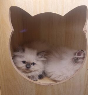 265965 Baby Himalayan Cat - ลูกแมวหิมาลายัน (587710)