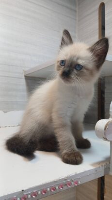 Baby Scottish + Himalayan - ลูกแมวสก็อตติช หิมาลายัน (587710)