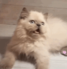 Baby Himalayan - ลูกแมวหิมาลายัน