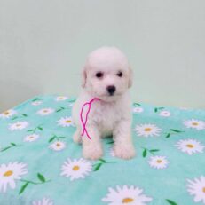 Baby Poodle Toy - ลูกสุนัขพุดเดิ้ลทอย (651228)