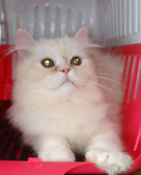 Baby Scottish Fold - ลูกแมวสก๊อตทิช โฟลด์ ขนขาว (มาวันที่11/06/25)(651228)