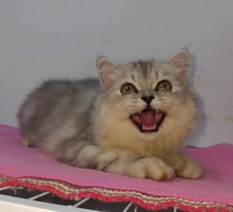 Baby Scottish Fold - ลูกแมวสก๊อตทิช โฟลด์ ขนขาวลายเทา (มาวันที่11/06/25)(651229)