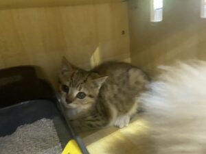 S__18382855 Baby Scottish Fold - ลูกแมวสก๊อตทิชโฟลด์ (573782)