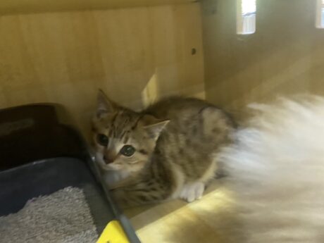 Baby Half Scottish British - ลูกแมวลูกครึ่ง สก๊อตทิช โฟลด์ + บริติช (ขนสั้น)(573782)