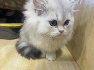 Baby British - ลูกแมวบริติชช๊อตแฮร์ (651229)