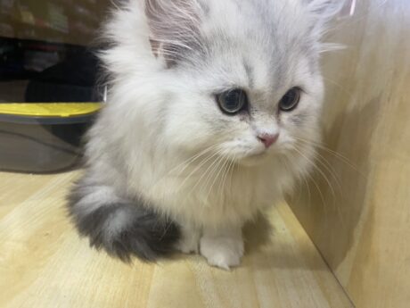 Baby Half Scottish British - ลูกแมวลูกครึ่ง สก๊อตทิช โฟลด์ + บริติช (ตาสีฟ้า)(651229)