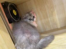 Baby Half Scottish British - ลูกแมวลูกครึ่ง สก๊อตทิช โฟลด์ + บริติช (ตาสีเหลือง)(543281)