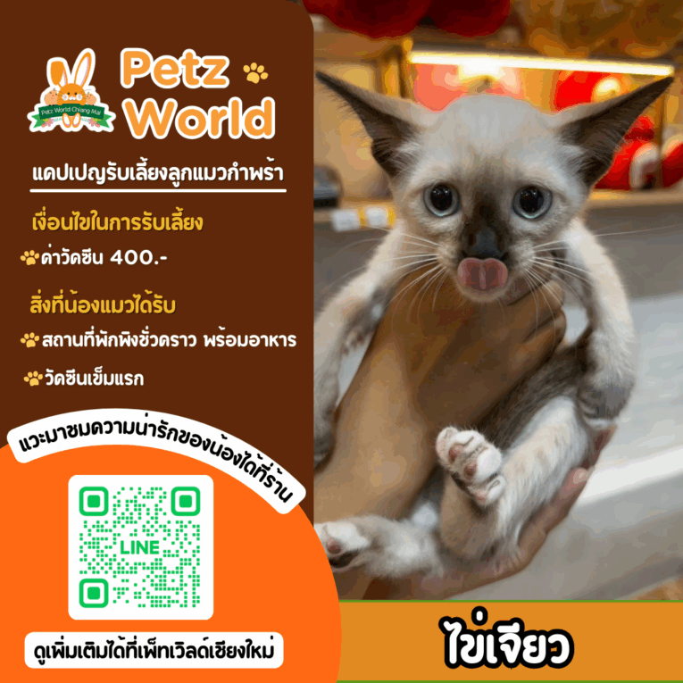 อัปเดท แคปเปญรับเลี้ยงลูกแมวกำพร้าประจำเดือน สิงหาคม 2568 2 22