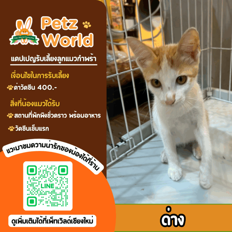 อัปเดท แคปเปญรับเลี้ยงลูกแมวกำพร้าประจำเดือน สิงหาคม 2568 3 23