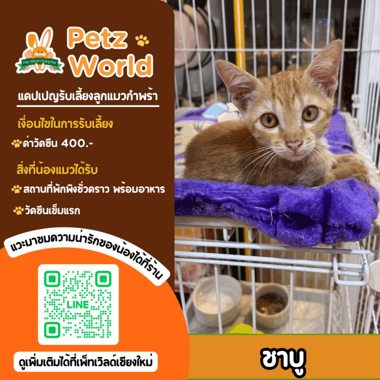 อัปเดท แคปเปญรับเลี้ยงลูกแมวกำพร้าประจำเดือน สิงหาคม 2568 4 24