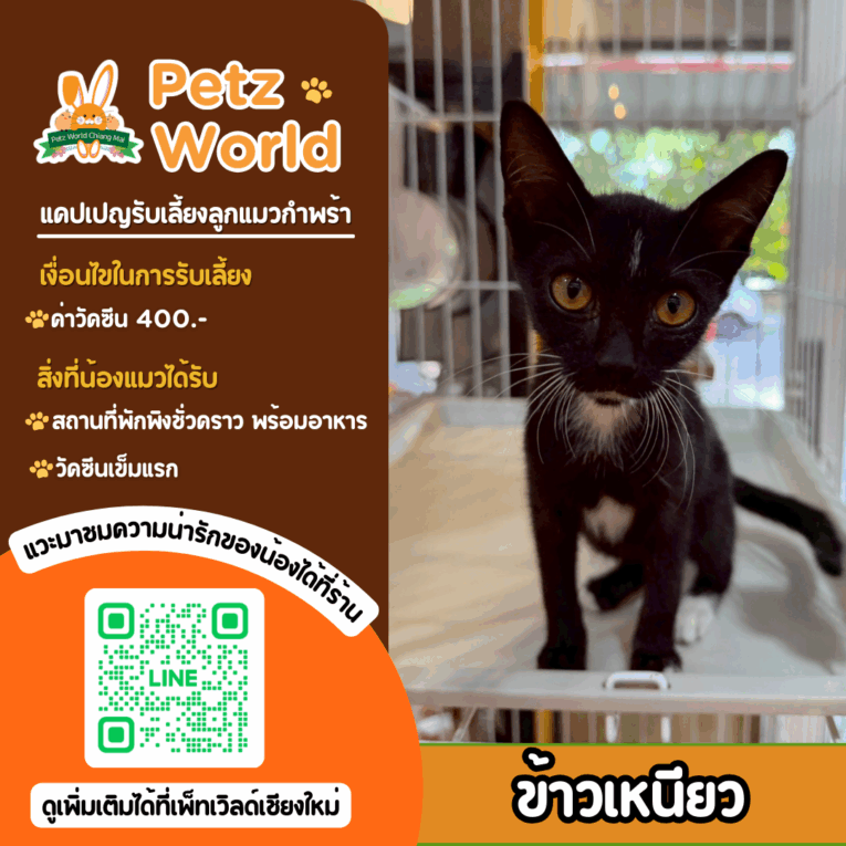อัปเดท แคปเปญรับเลี้ยงลูกแมวกำพร้าประจำเดือน สิงหาคม 2568 7 26