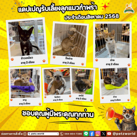 Pura นำยาล้างภาชนะสำหรับสัตว์เลี้ยง ไม่เป็นอันตรายต่อสัตว์เลี้ยง 19 ลูกแมวกำพร้า
