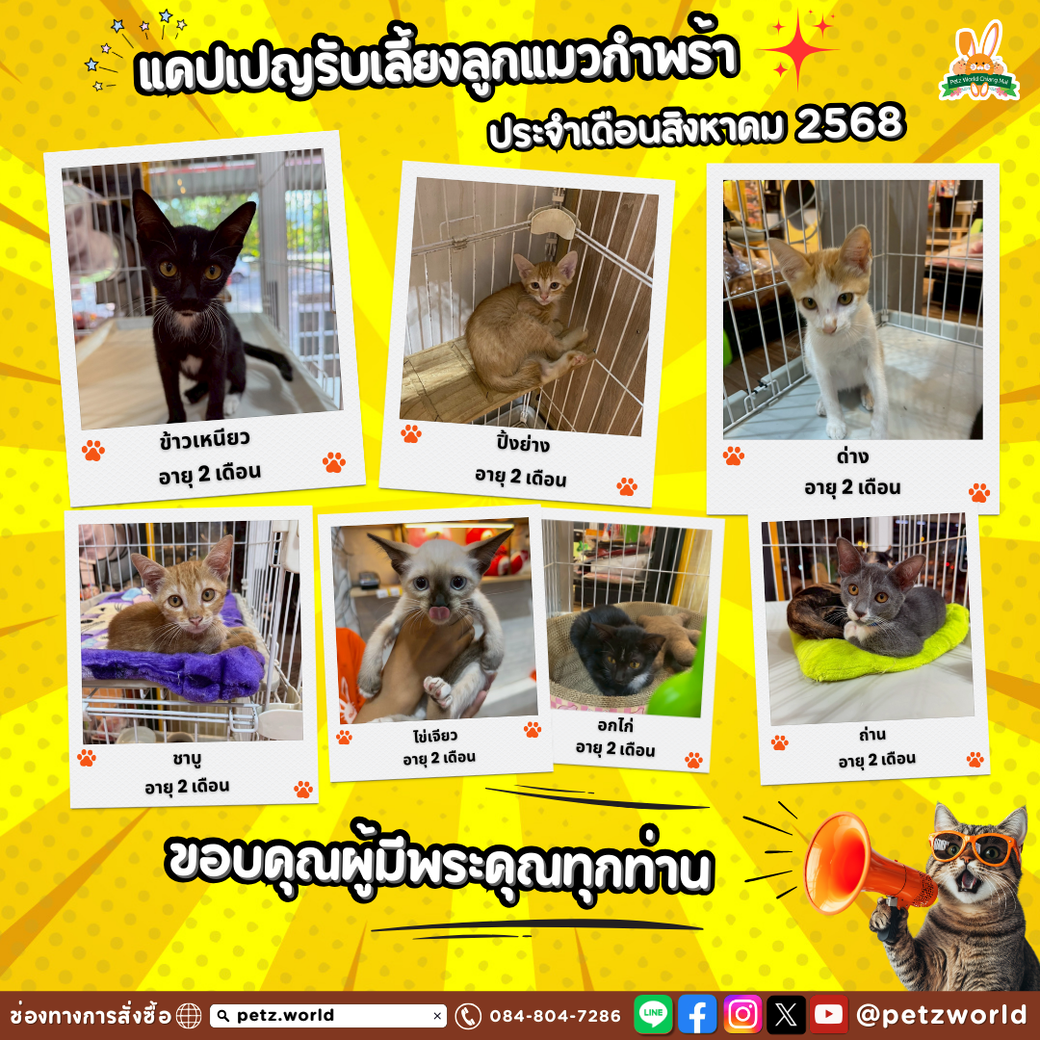 ลูกแมวกำพร้า