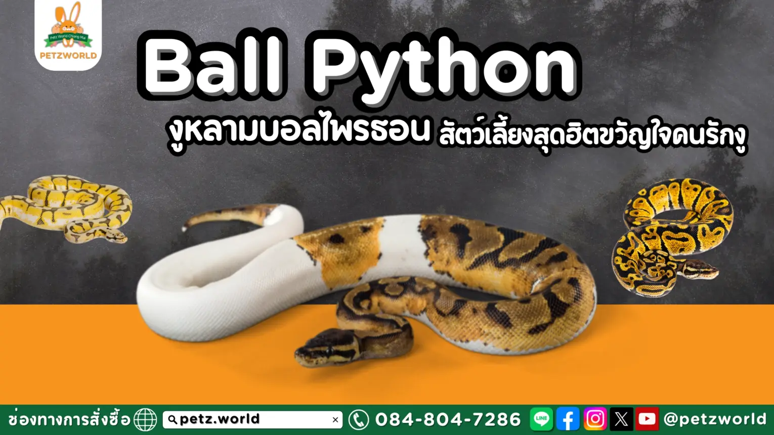 งูบอลไพรธอน