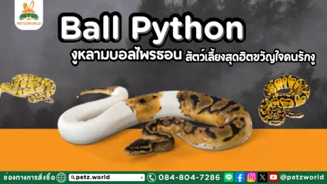 งูบอลไพรธอน