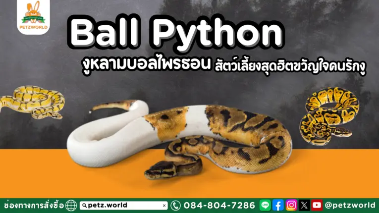 งูบอลไพรธอน