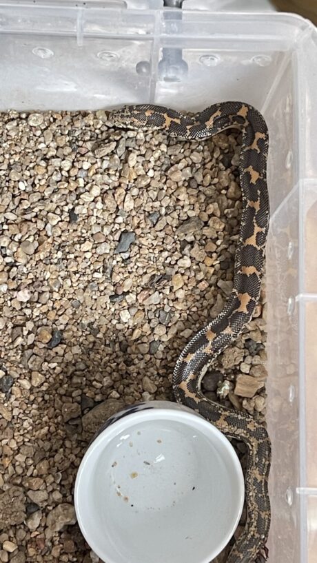 พบคำแนะนำในการเลือกกรงนกที่สมบูรณ์แบบ 9 Kenyan sand boa - งูเคนยันแซนด์บัว (Narmal Morph) (772094)